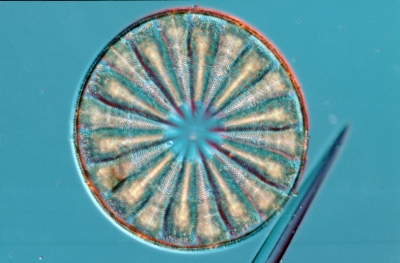 Actinoptychus