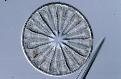 Actinoptychus