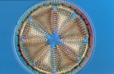 Actinoptychus