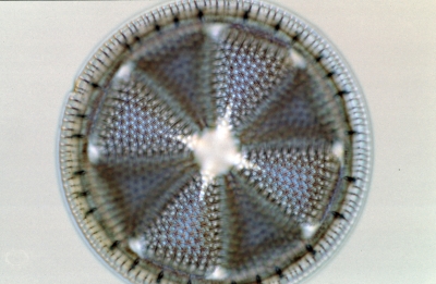 Actinoptychus