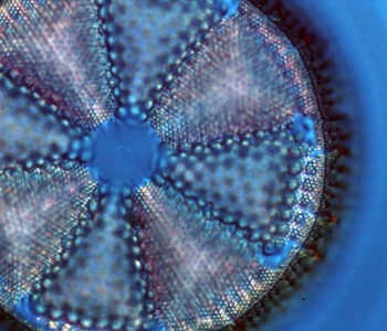 Actinoptychus