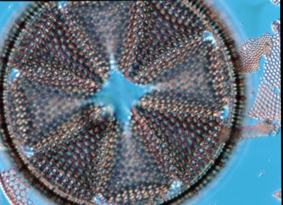 Actinoptychus