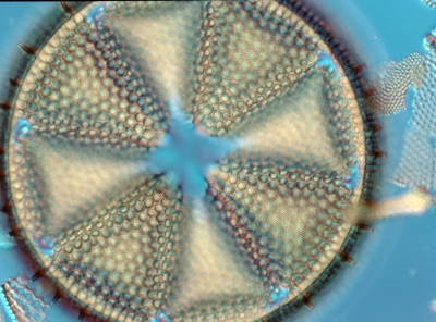 Actinoptychus
