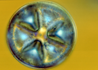 Actinoptychus