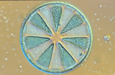 Actinoptychus