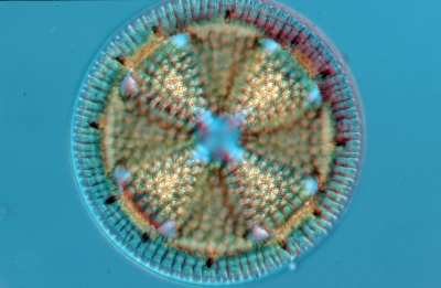 Actinoptychus