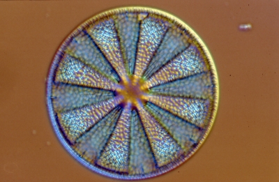 Actinoptychus