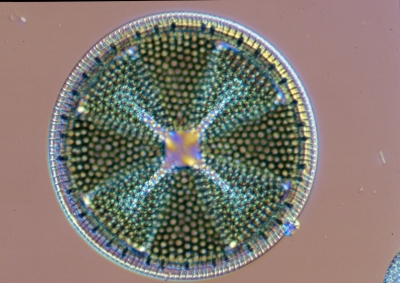 Actinoptychus