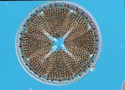 Actinoptychus