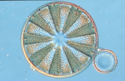 Actinoptychus splendens