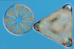 Actinoptychus / Triceratium