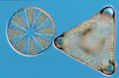 Actinoptychus/Triceratium