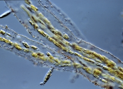 Amphipleura rutilans