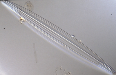 Amphipleura pellucida