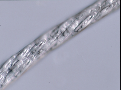 Amphipleura rutilans