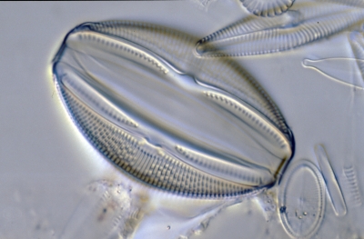 Amphora ovalis