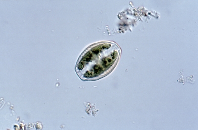 Amphora ovalis