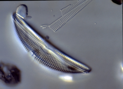 Amphora ovalis