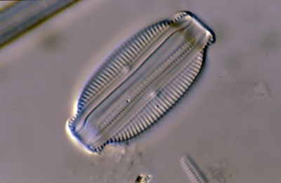 Amphora spec.