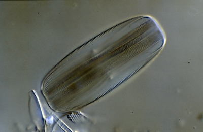 Amphora lineolata