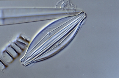 Amphora coffeaeforma