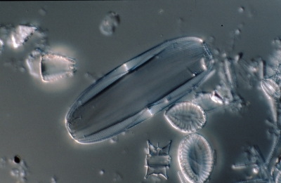Amphora lineolata