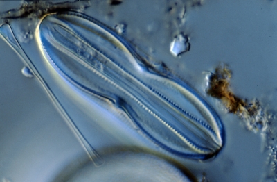 Amphora commutata