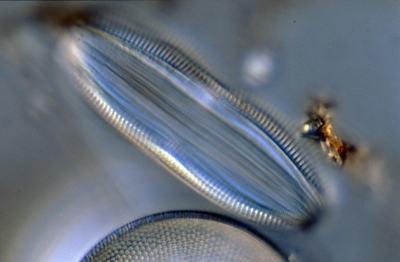 Amphora commutata