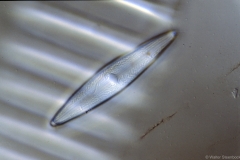 Anomoeoneis