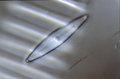 Anomoeoneis serians
