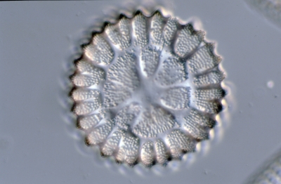 Anthodiscus floreatus