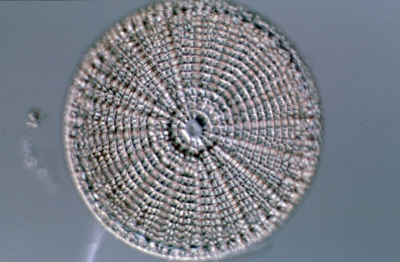 Arachnoidiscus