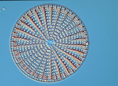 Arachnoidiscus spec.