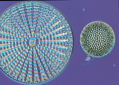 Arachnoiduscus/Coscinodiscus