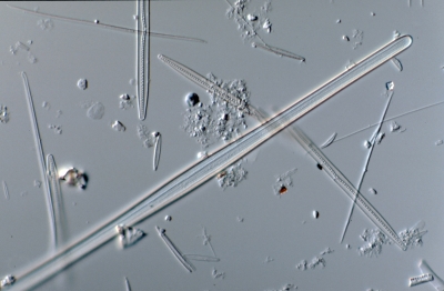 Ardissonia crystallina