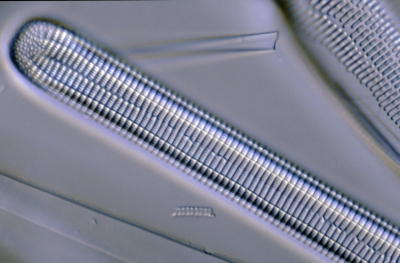 Ardissonia crystallina