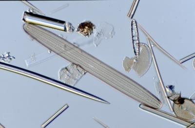Ardissonia robusta