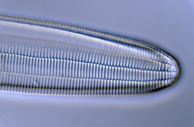 Ardissonia robusta