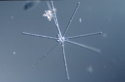 Asterionella formosa