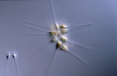 Asterionella glacialis