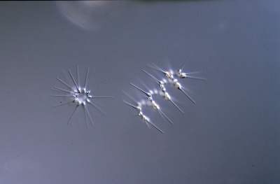 Asterionella glacialis