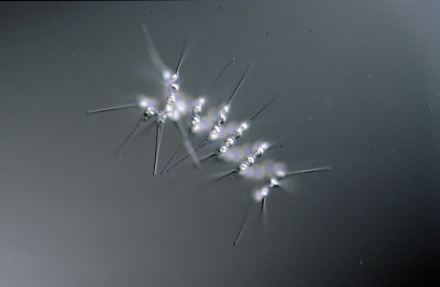 Asterionella glacialis