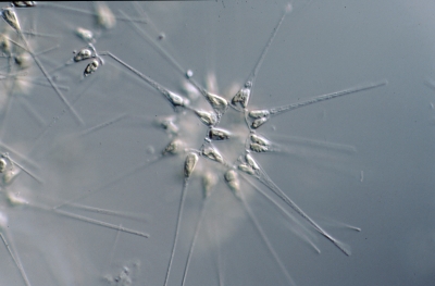 Asterionella glacialis