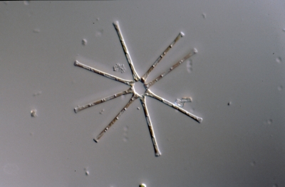 Asterionella formosa