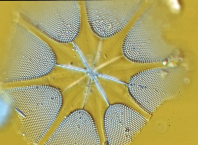 Asterolampra