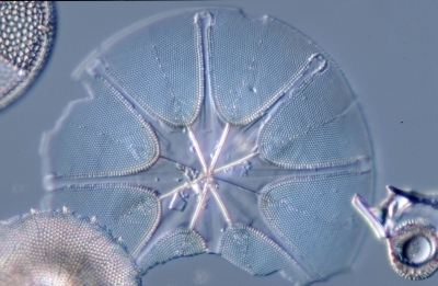 Asterolampra