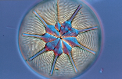 Asteromphalus