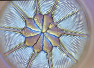 Asteromphalus