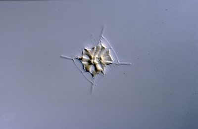 Attheya decora