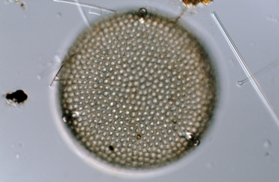 Aulacodiscus argus